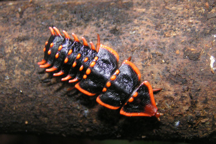 escarabajo trilobites