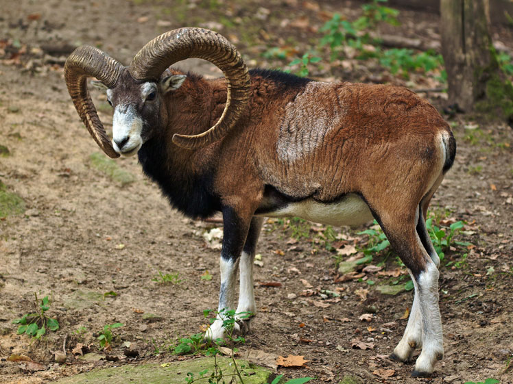 Mouflon（或亚洲 mouflon）