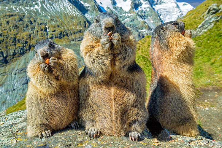 Marmotas (ou marmotas)