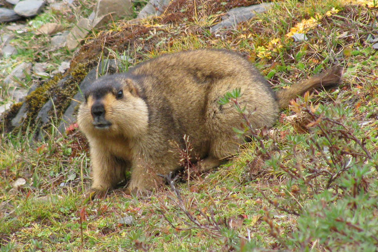 Marmota do Himalaia ou tibetana