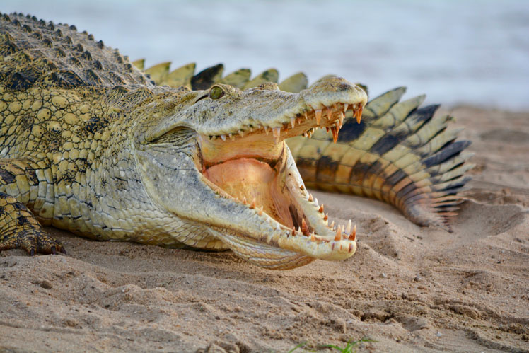 crocodilos