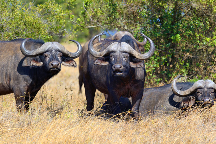 búfalos africanos