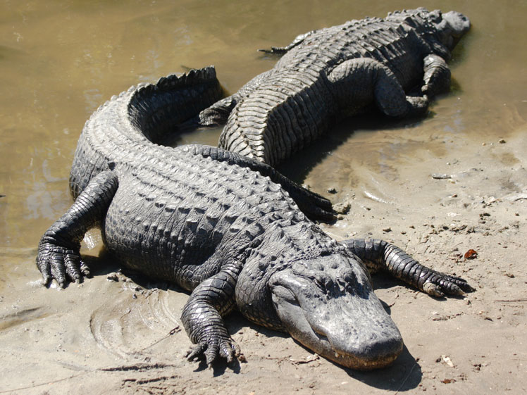 alligatorer