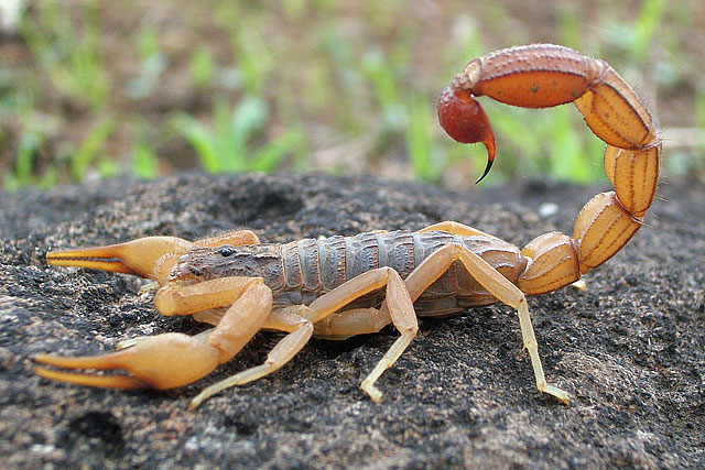 escorpião vermelho indiano