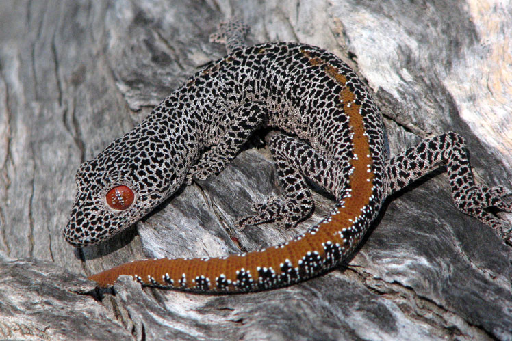 Strophurus taenicauda (également connu sous le nom de gecko à queue dorée ou gecko australien)