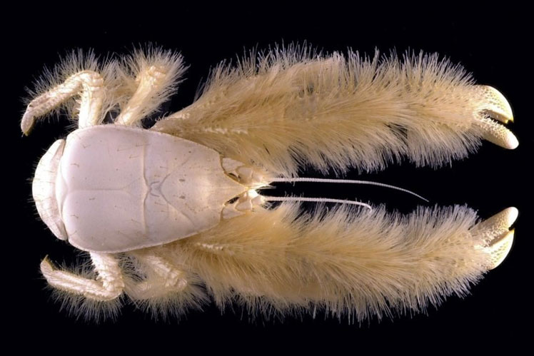 Yeti Crab (or Kiwa hirsuta or Furry Kiva)
