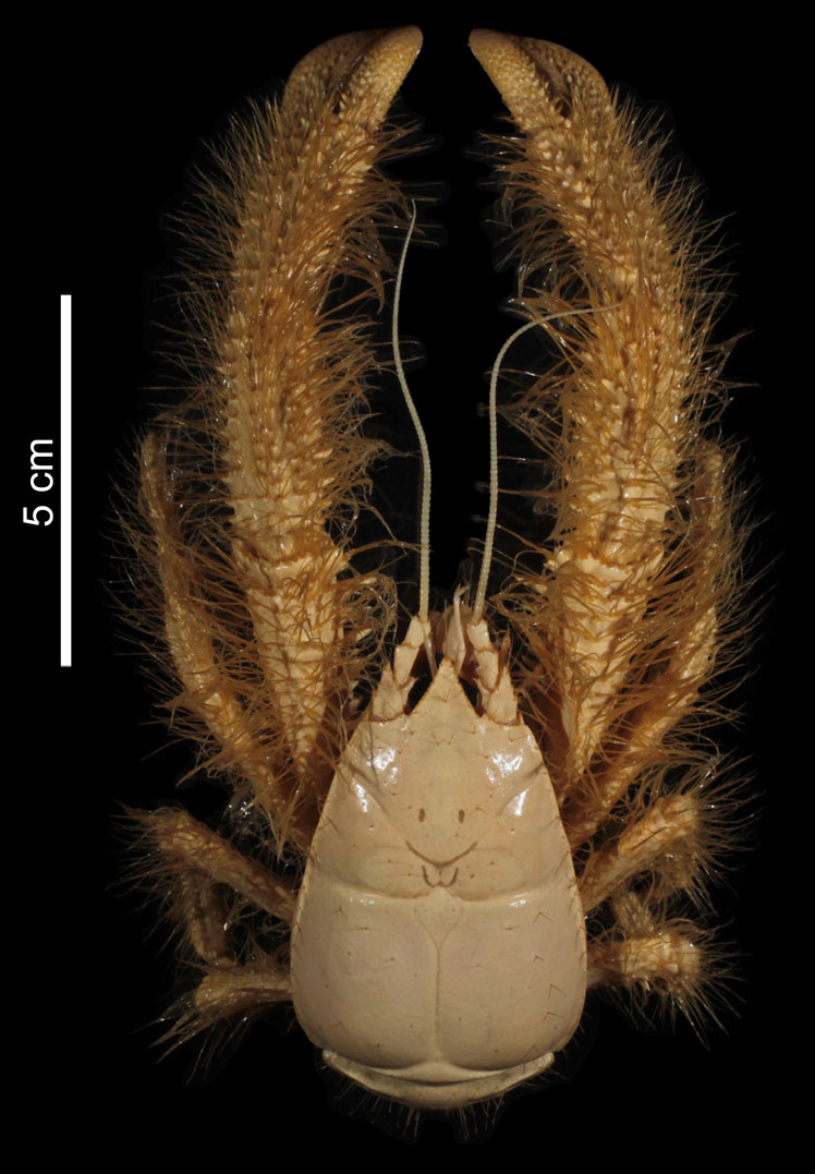 Yeti Crab (or Kiwa hirsuta or Furry Kiva)