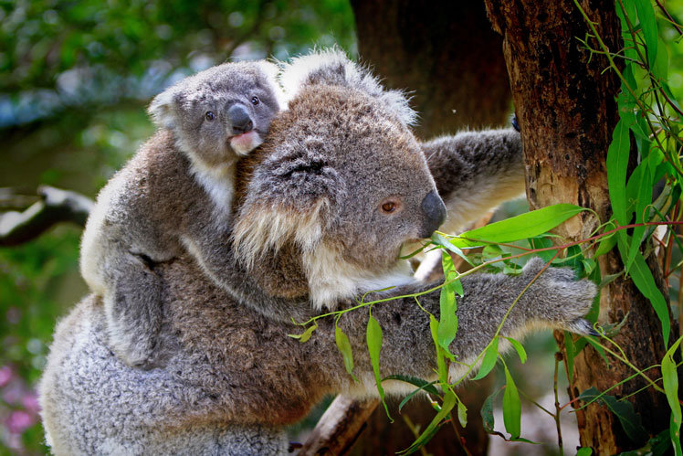 Fatti interessanti sui koala