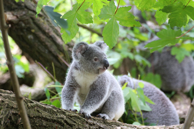 Fatti interessanti sui koala