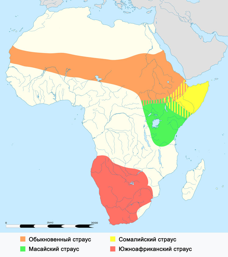 Minden, amit az afrikai struccokról tudni kell