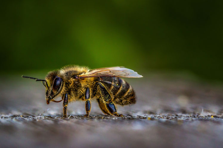 Todo lo que necesitas saber sobre las abejas