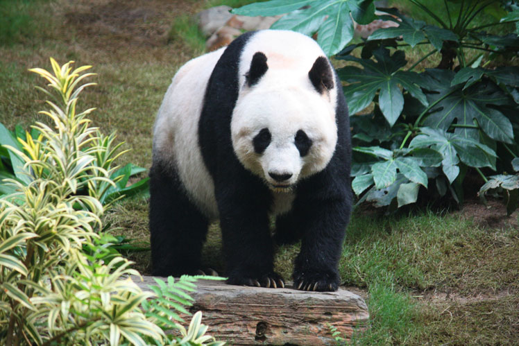 Alles, was Sie über Riesenpandas wissen müssen