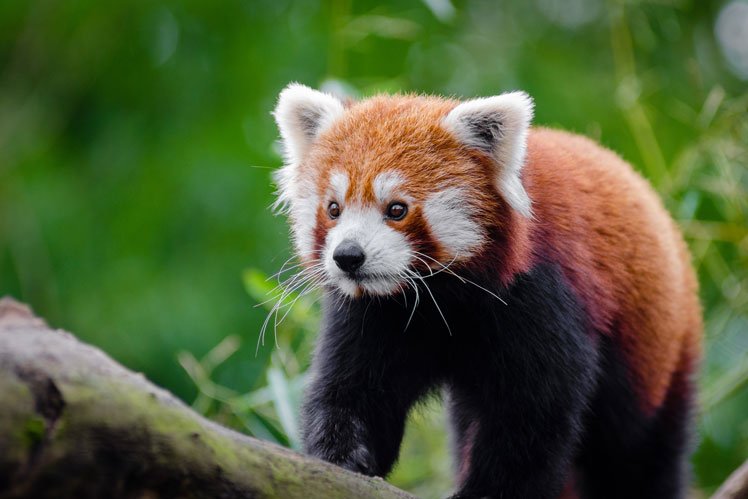 kleiner Panda (oder roter Panda)