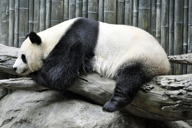 Tudo o que você precisa saber sobre pandas gigantes