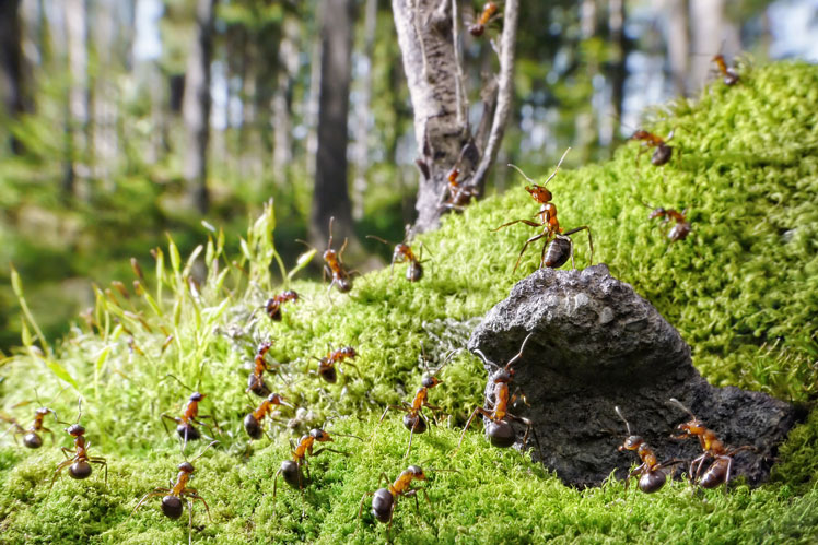 Everything you need to know about ants