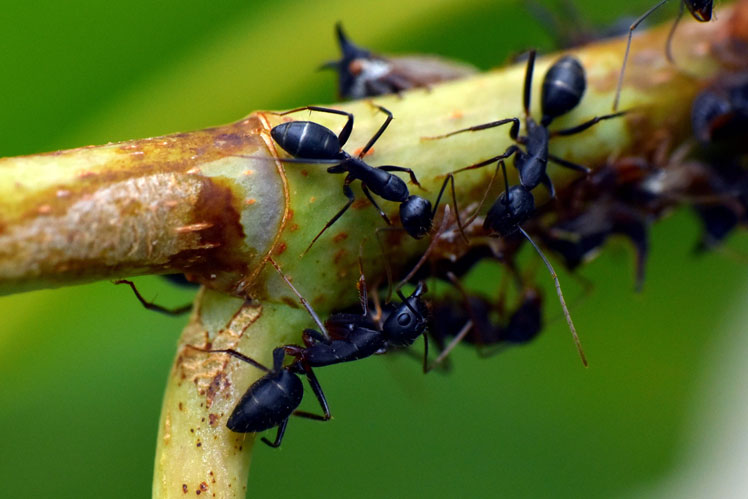 Alles, was Sie über Ameisen wissen müssen