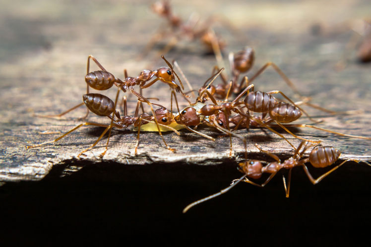 Everything you need to know about ants