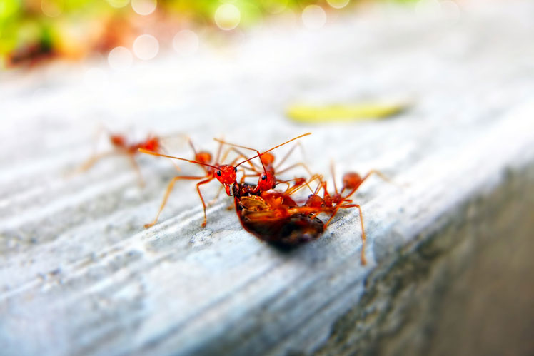 Everything you need to know about ants