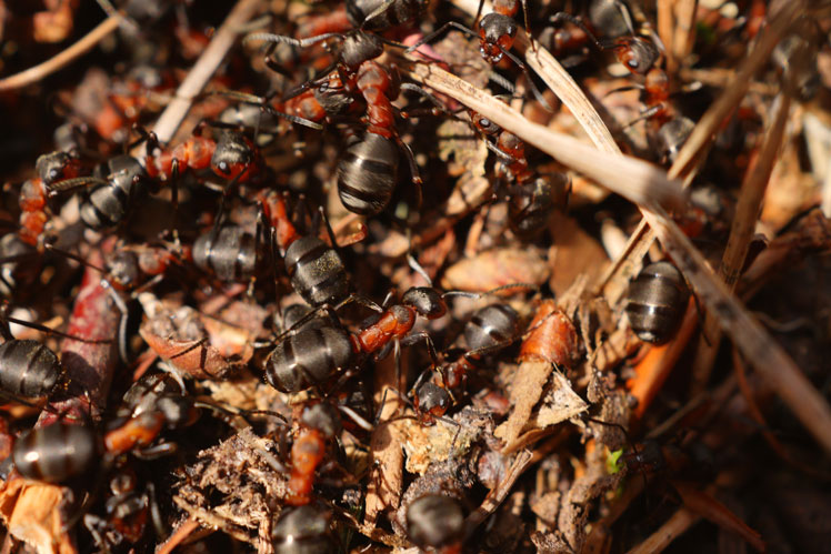 Everything you need to know about ants