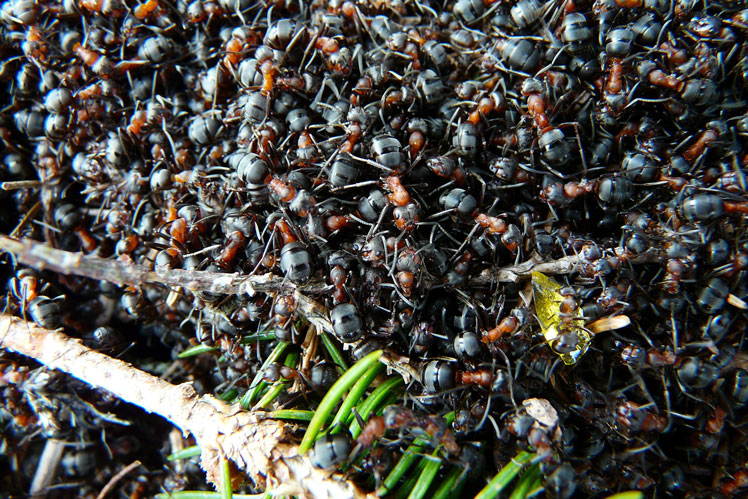 Everything you need to know about ants