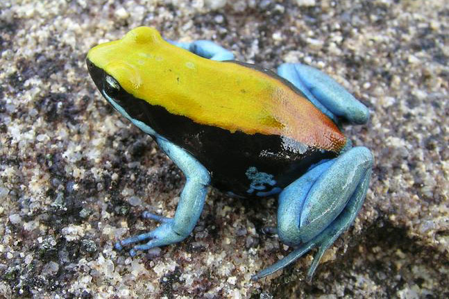 Синьонога мантелла (Blue-legged mantella)