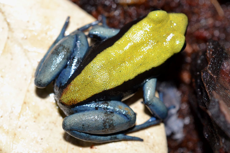 Синьонога мантелла (Blue-legged mantella)