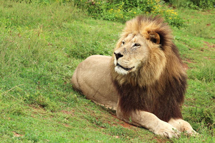 Everything you need to know about lions