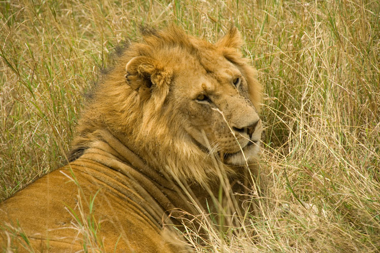 East African or Masai lion