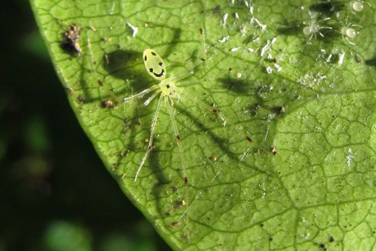 Grallator Theridion, znany również jako hawajski pająk szczęśliwej twarzy