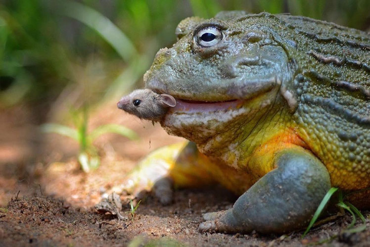 Afrykańska żaba rycząca (lub rycząca żaba lub cętkowana rycząca żaba)