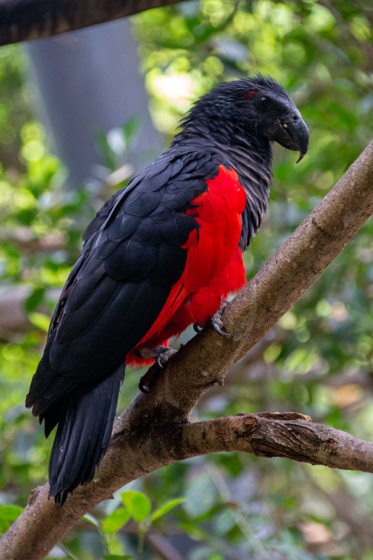 Adelaarspapegaai (of gierpapegaai), ook bekend als de Dracula-papegaai