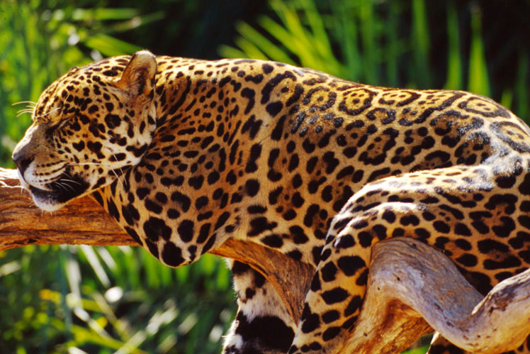 Tout ce que vous devez savoir sur les Jaguar