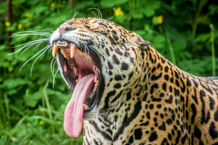 Tout ce que vous devez savoir sur les Jaguar