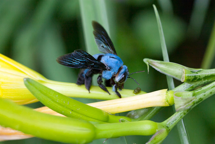 Modrá včela tesařská (Xylocopa caerulea)