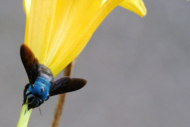 Mavi marangoz arısı (Xylocopa caerulea)