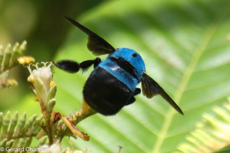 Modrá včela tesařská (Xylocopa caerulea)