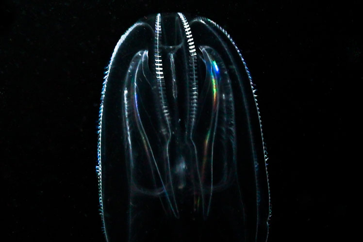 Mnemiopsis leidyi (Mnemiopsis), známý jako medúza bradavičnatá nebo mořský ořech