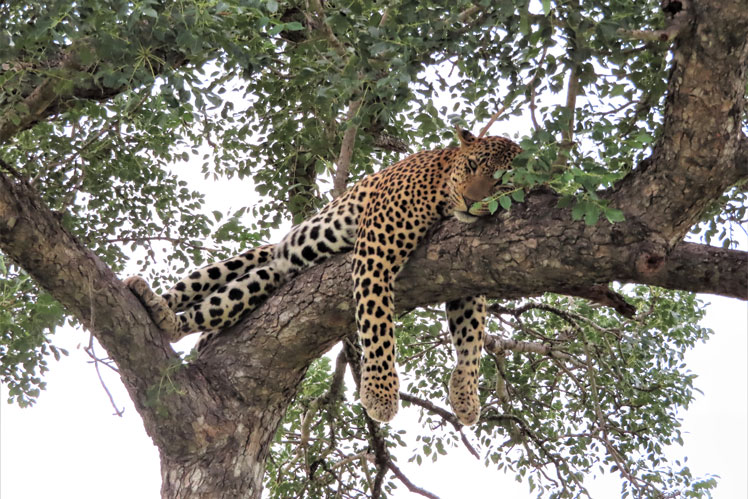 Alt hvad du behøver at vide om leoparder