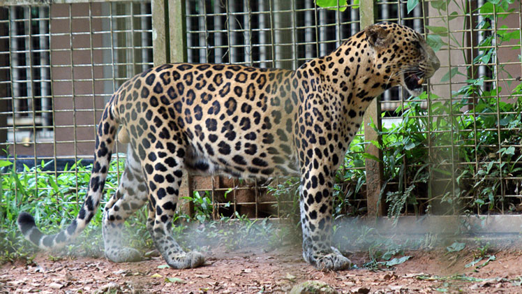 Indokinesisk leopard