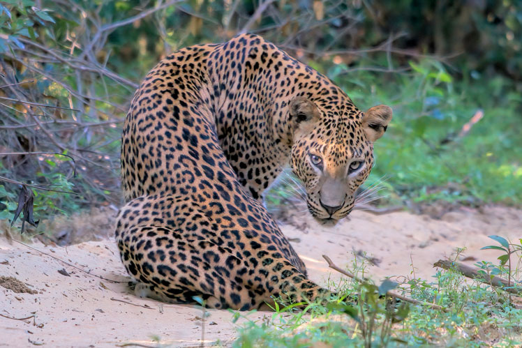 Sri Lankas leopard