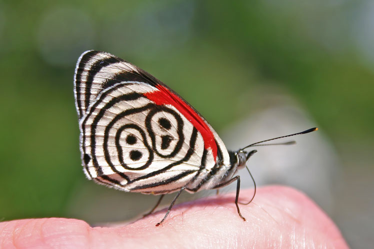 Diaethria anna，也被称为安娜的八十八