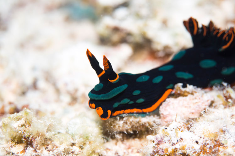 可变霓虹灯蛞蝓或黑暗 Nembrotha (Nembrotha kubaryana)