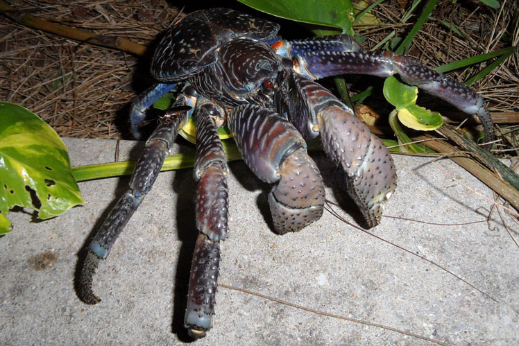 Пальмовий злодій або кокосовий краб (coconut crab)