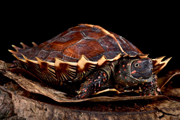 Колюча черепаха (spiny turtle)