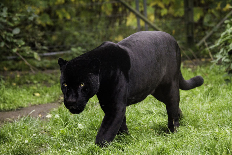 Tout ce que vous devez savoir sur Black Panther