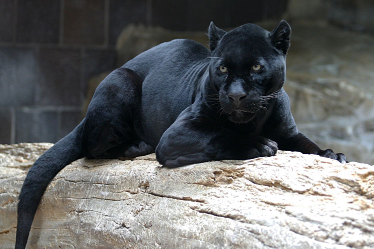 Svart panter (jaguar)
