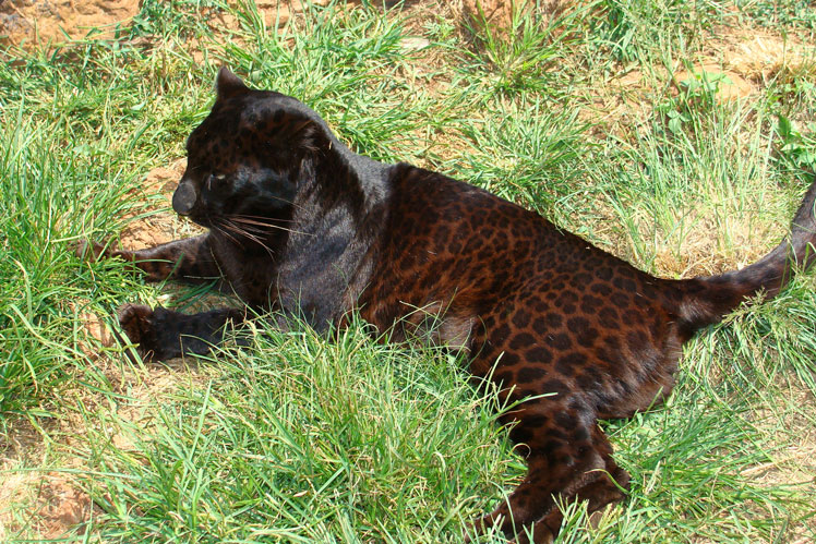 Svart panter (leopard)
