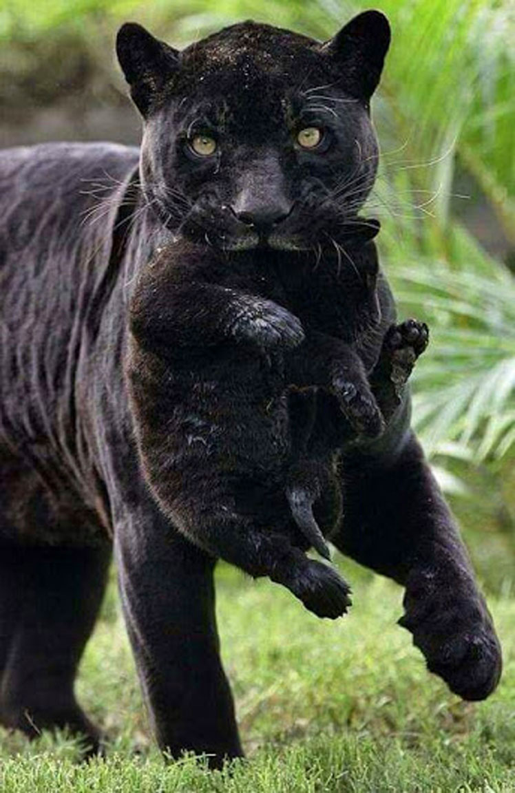 yavrusu ile melanistik jaguar