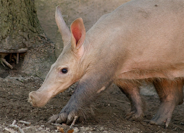 Aardvark, or African aardvark, or Cape aardvark, or earth pig