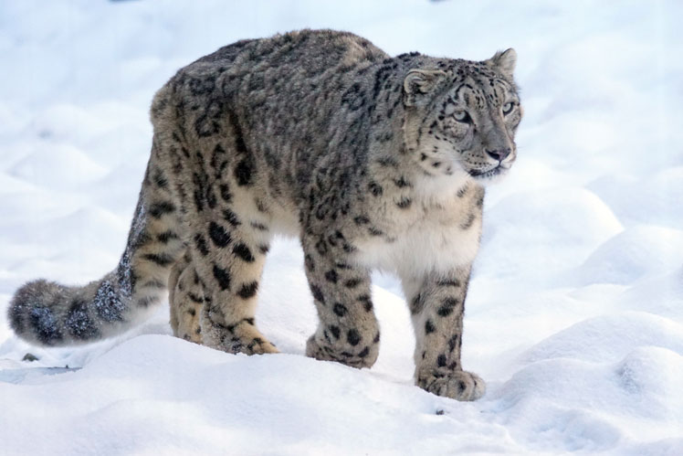 Tout ce qu'il y a de plus intéressant sur le léopard des neiges